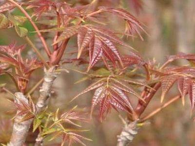 香椿种子高效发芽种植技巧